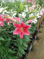 [5365 Barossa VZ No01.JPG]